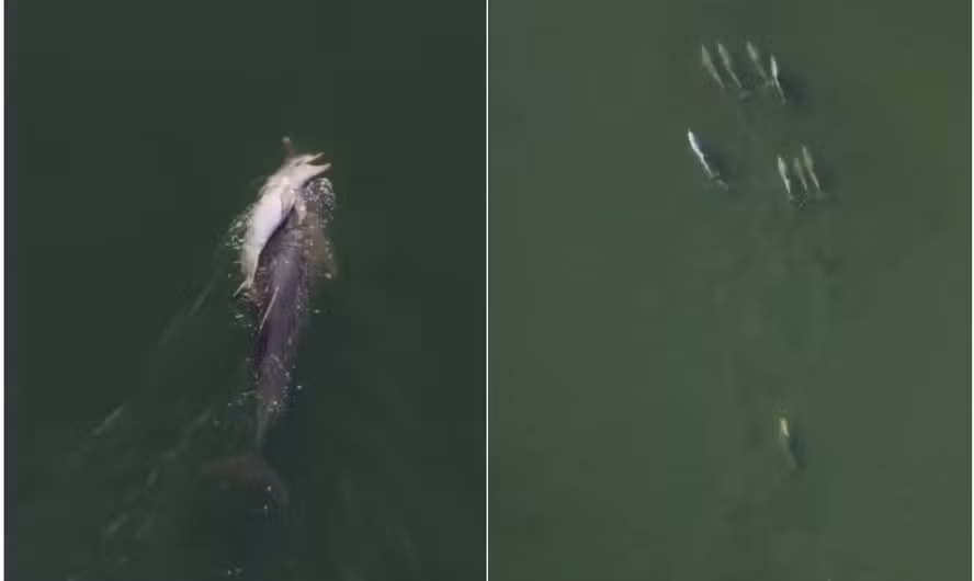 Golfinho comove ao carregar filhote morto na Austrália; VEJA VÍDEO!
