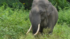 BRUTAL! Elefante ataca guardas florestais e deixa 3 feridos; VEJA VÍDEO!