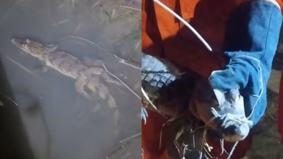 Jacaré é resgatado em córrego próximo a casas em Teresina; Veja Vídeo