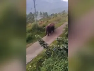 Elefante avança violentamente contra turistas que tentavam fotografá-lo; VEJA VÍDEO!