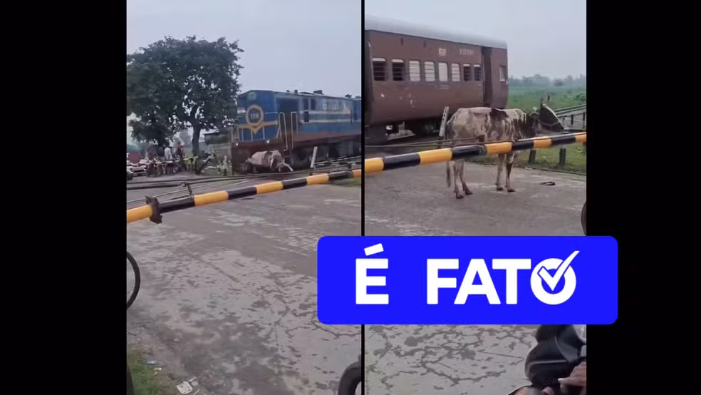 Vaca se levanta após ser atingida por trem; assista ao VÍDEO