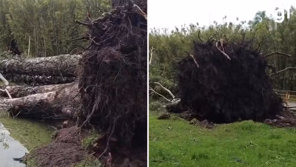 Árvore é arrancada pela raiz durante temporal no RS; VEJA VÍDEO!