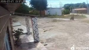Mulher entra em pânico ao ser perseguida por animal; VEJA VÍDEO