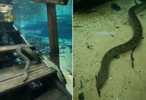 Cobra ‘sobe’ escada submersa em rio de águas cristalinas em MT; veja vídeo!