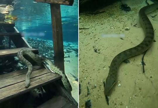 Cobra ‘sobe’ escada submersa em rio de águas cristalinas em MT; veja vídeo!