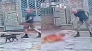 Cão é morto a tiros na Tijuca após se aproximar de homem que passeava com outro cachorro; veja vídeo