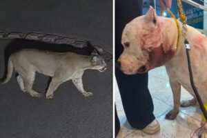 Pitbull enfrenta onça-parda para proteger crianças e leva 32 pontos