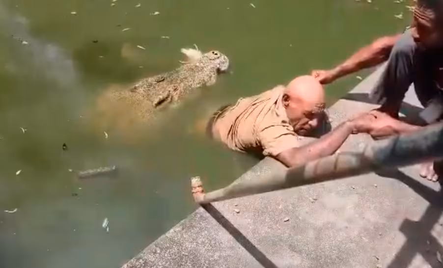 VÍDEO: Tratador morre após ser atacado por crocodilo em parque