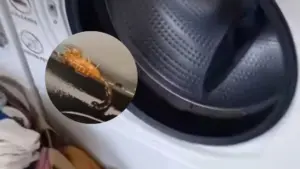 MEU DEUS! Cliente é picado por escorpião escondido em máquina de lavar; Veja vídeo!