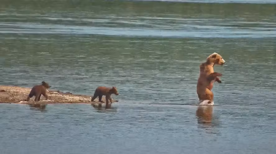 Mãe urso é flagrada em vídeo ‘andando na água’ para ensinar filhotes a caçar; veja