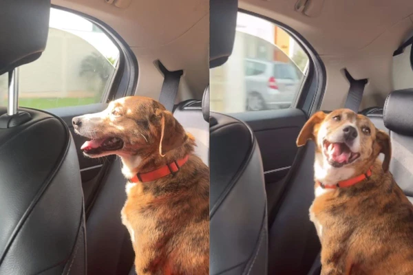 Vídeo de cadela feliz em carro sem saber que voltaria para o abrigo viraliza; ASSISTA!