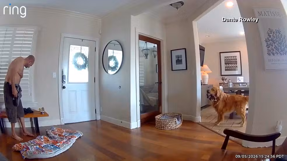 Golden diverte ao tentar brincar com bandido que invadiu sua casa; VEJA VÍDEO!