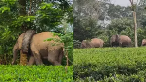 Elefante é resgatado com pneu preso ao pescoço; VEJA VÍDEO!