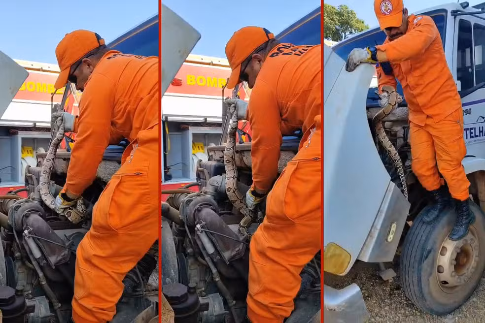 Jiboia de 1,5 metro é encontrada escondida no motor de caminhão em MT; VEJA VÍDEO!