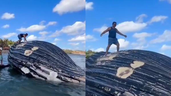 VÍDEO: Homem é filmado em cima de baleia-jubarte