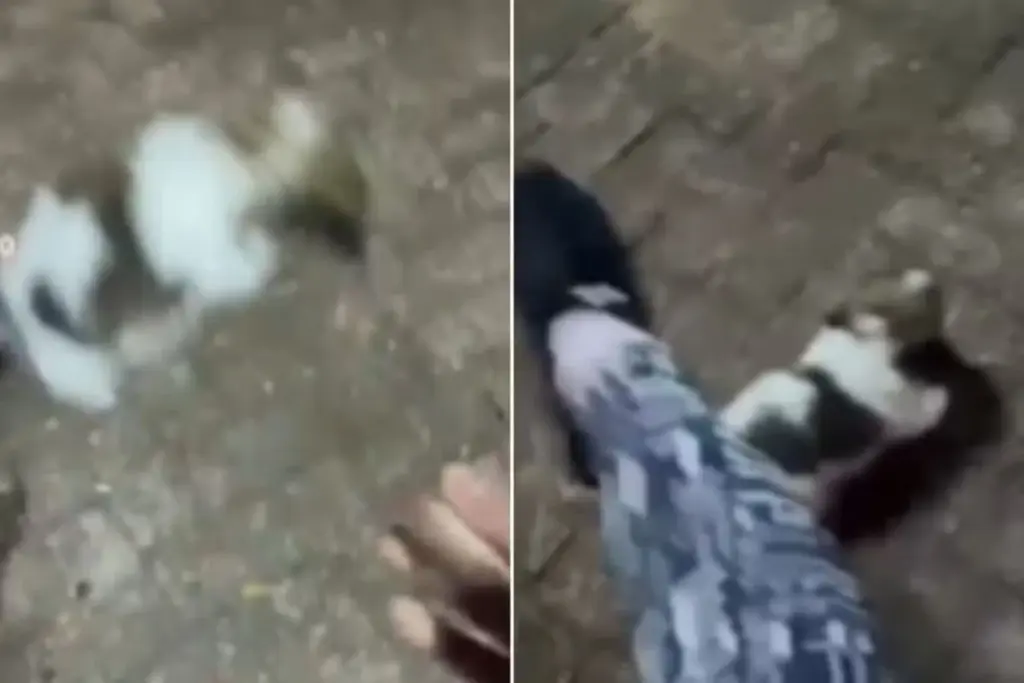 Influenciadora é presa após publicar vídeo de maus-tratos contra filhote; veja