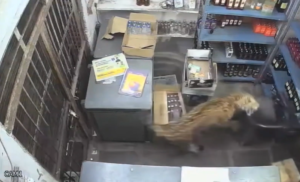 Leopardo ataca brutalmente homem dentro de loja de bebidas; veja vídeo!