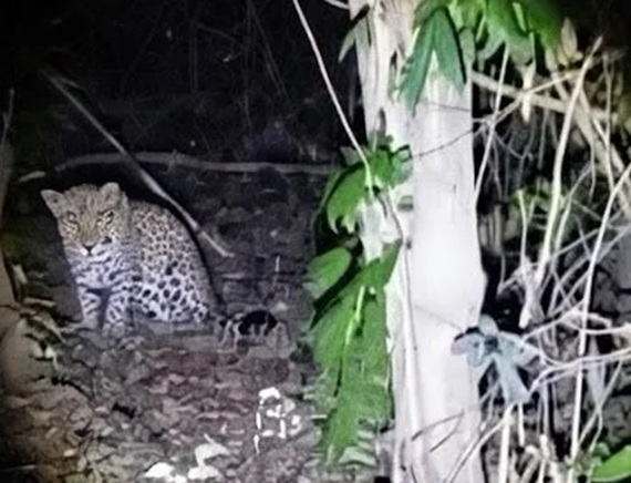 Pescador encontra onça-pintada durante pescaria em MT; VEJA VÍDEO!