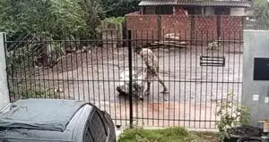 Homem é filmado carregando mulher desacordada dentro de saco abandonando em rua; Assista!