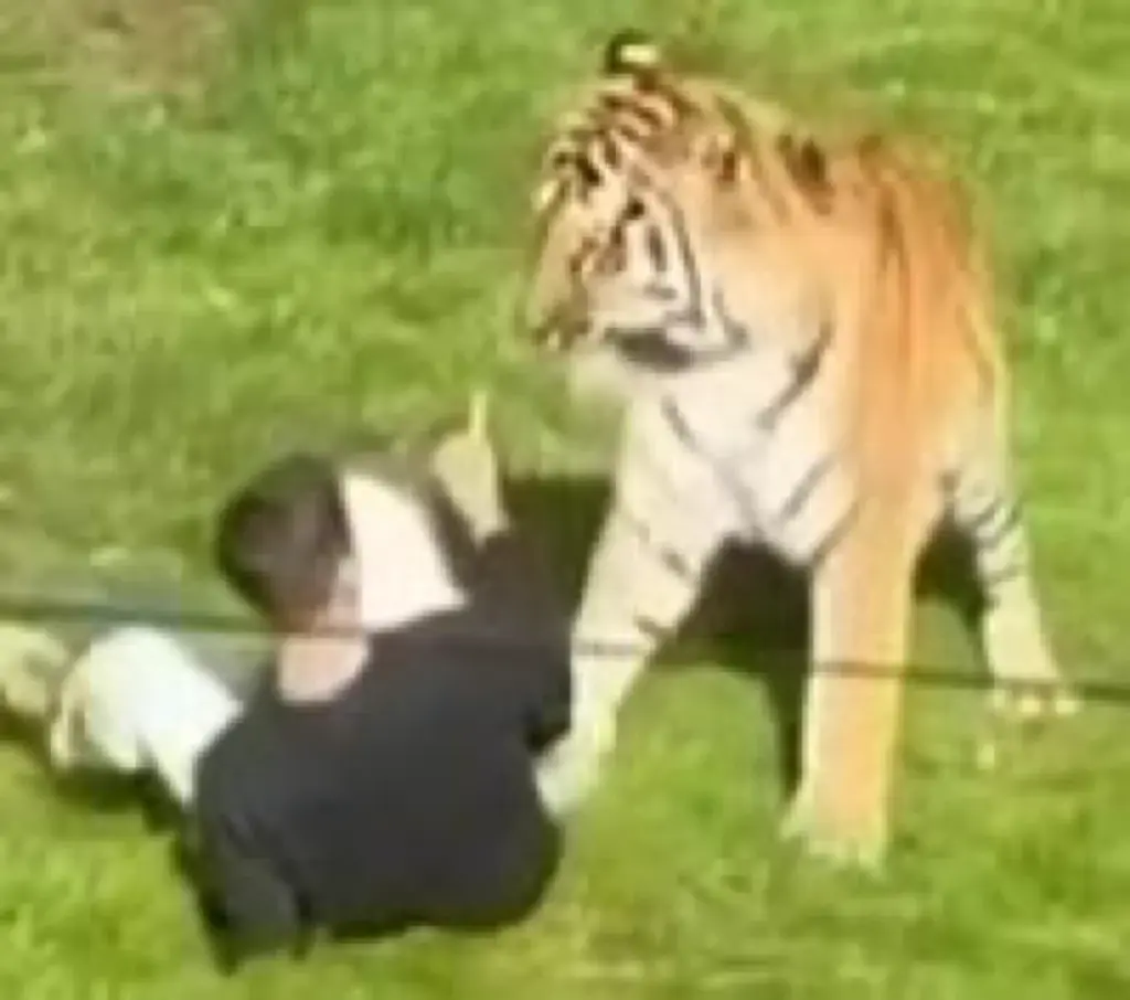 Homem morre após invadir jaula de tigre e ser brutalmente atacado; VEJA O VÍDEO!
