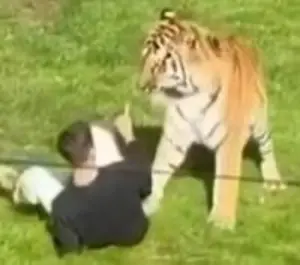 Homem morre após invadir jaula de tigre e ser brutalmente atacado; VEJA O VÍDEO!
