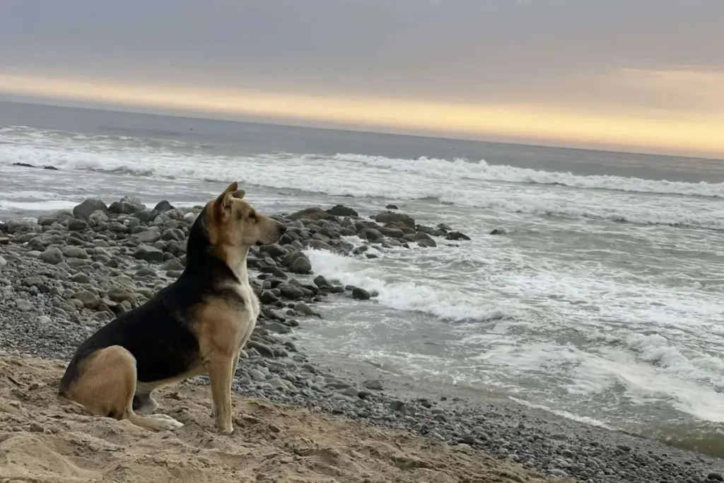 Cão espera pelo dono em praia do Peru anos após morte do pescador