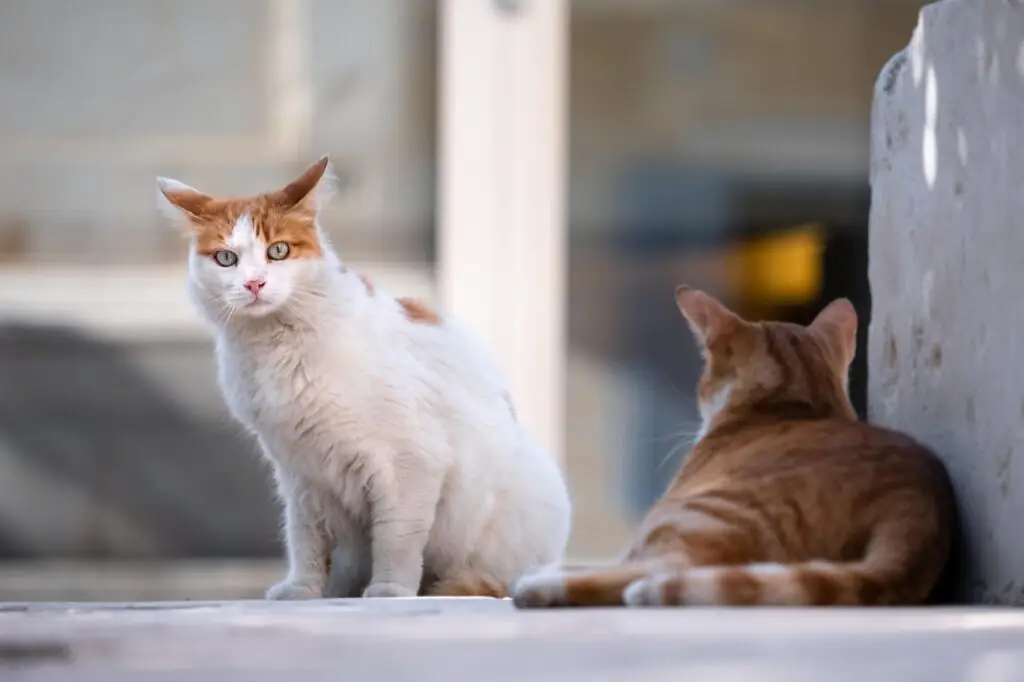 Quadrilha é presa após capturar cerca de 2,7 mil gatos para venda de carne