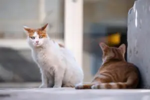 Quadrilha é presa após capturar cerca de 2,7 mil gatos para venda de carne