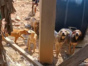 Polícia investiga denúncia de maus-tratos a 15 cães; VEJA VÍDEO!