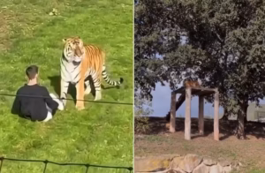 Homem morto por tigre em zoológico na Inglaterra teria publicado vídeo antes do ataque; Assista!