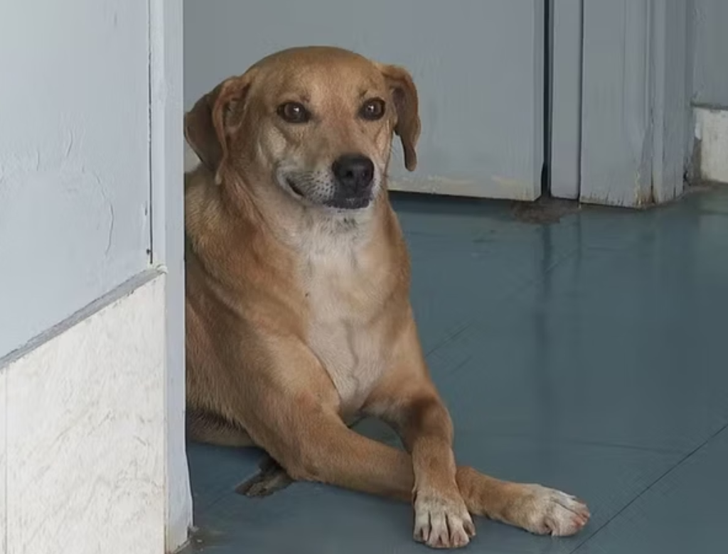 (Foto Reprodução TV Globo)