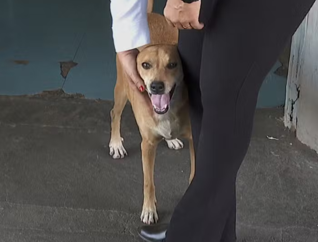 (Foto Reprodução TV Globo)