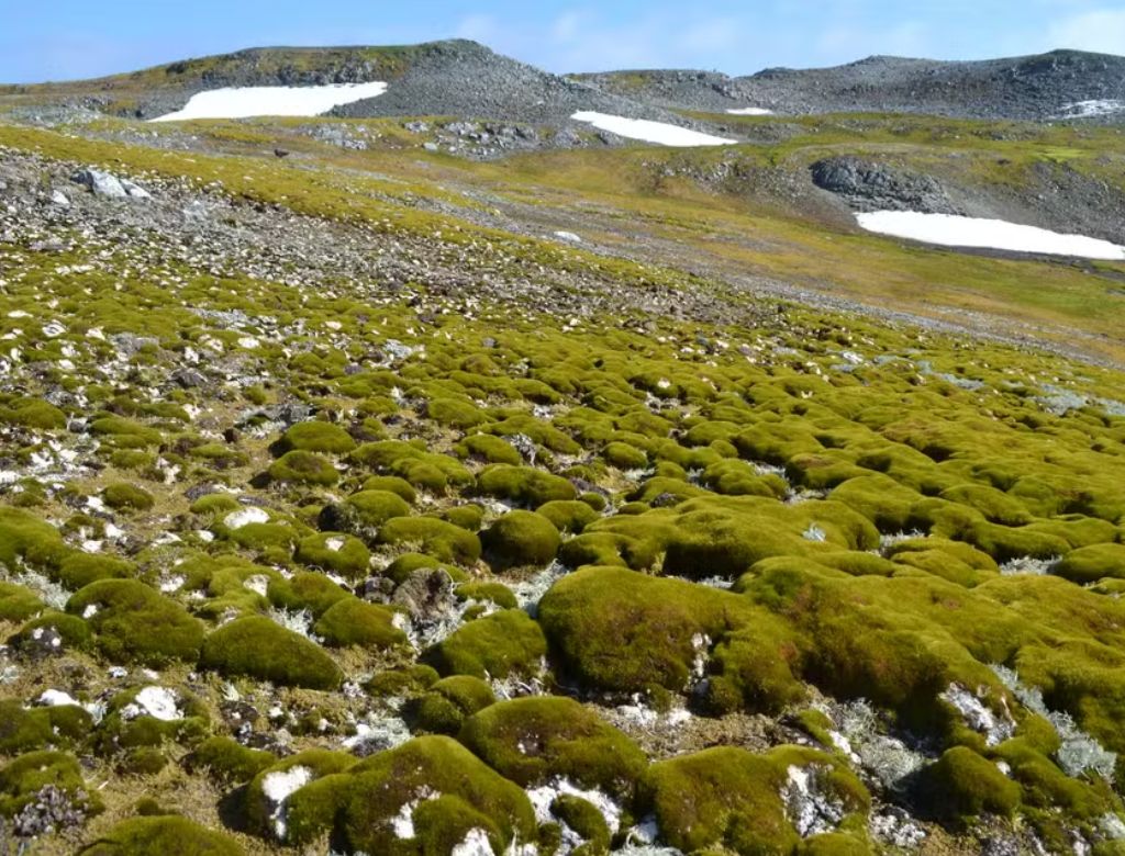 Antártica (foto Reprodução Redes Sociais) (2)