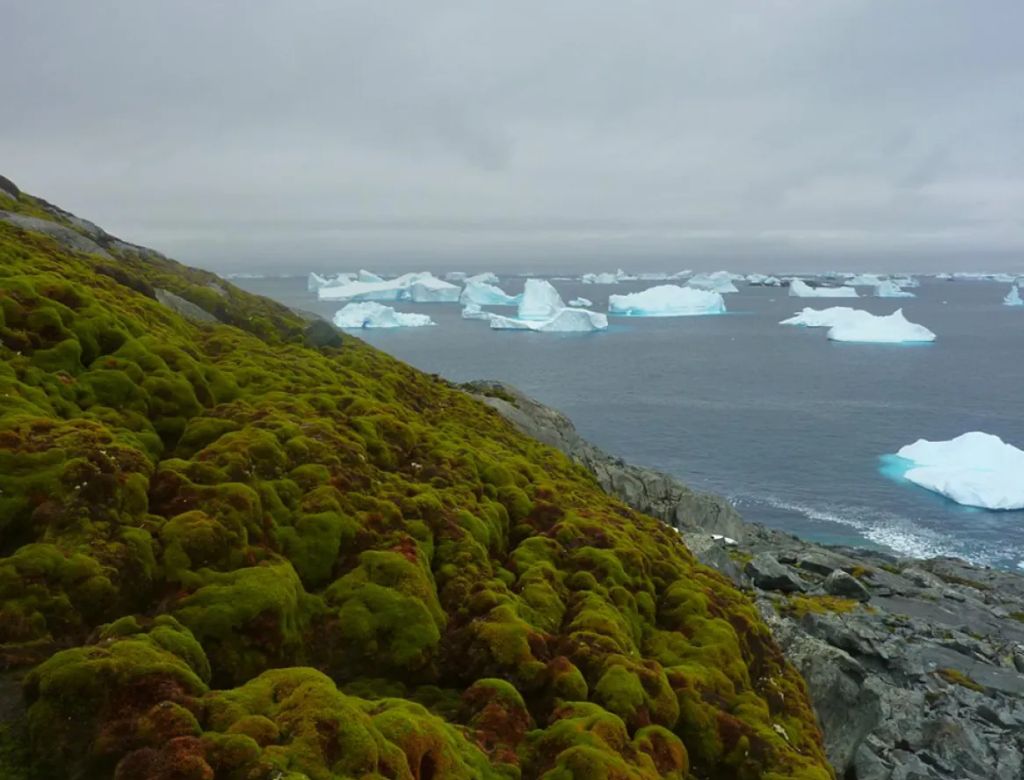 Antártica (foto Reprodução Redes Sociais) (5)