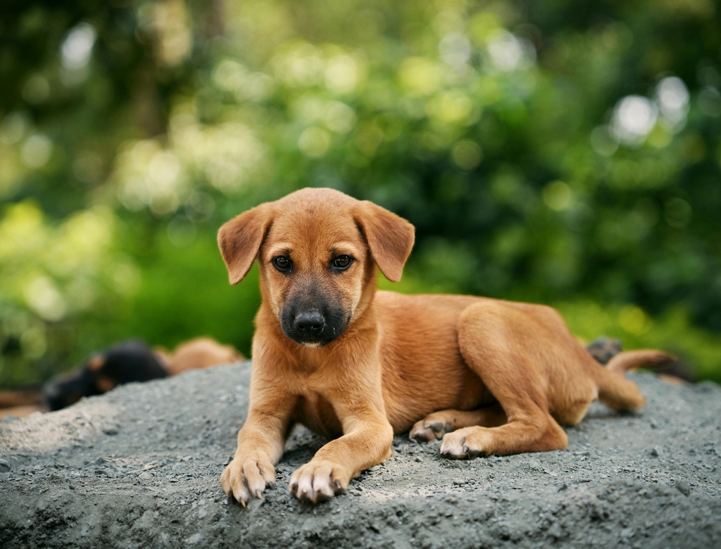 Cachorros (foto Reprodução Redes Sociais) 1