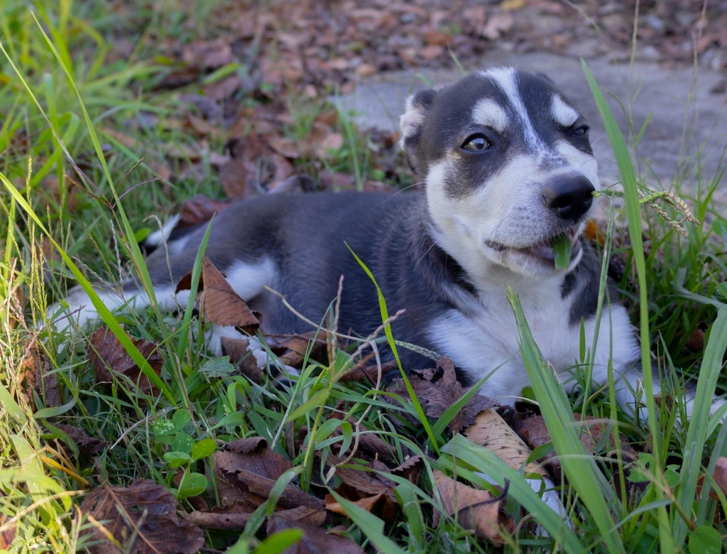 Cachorros (foto Reprodução Redes Sociais) 2