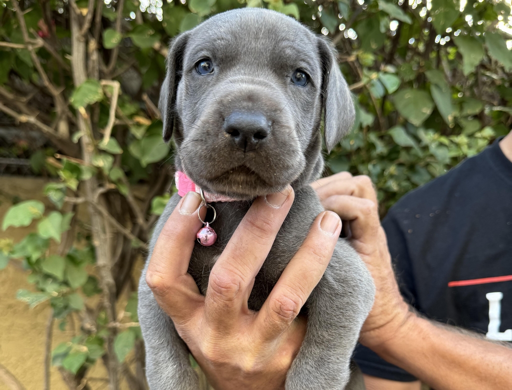 Cachorros (foto Reprodução Redes Sociais) 4