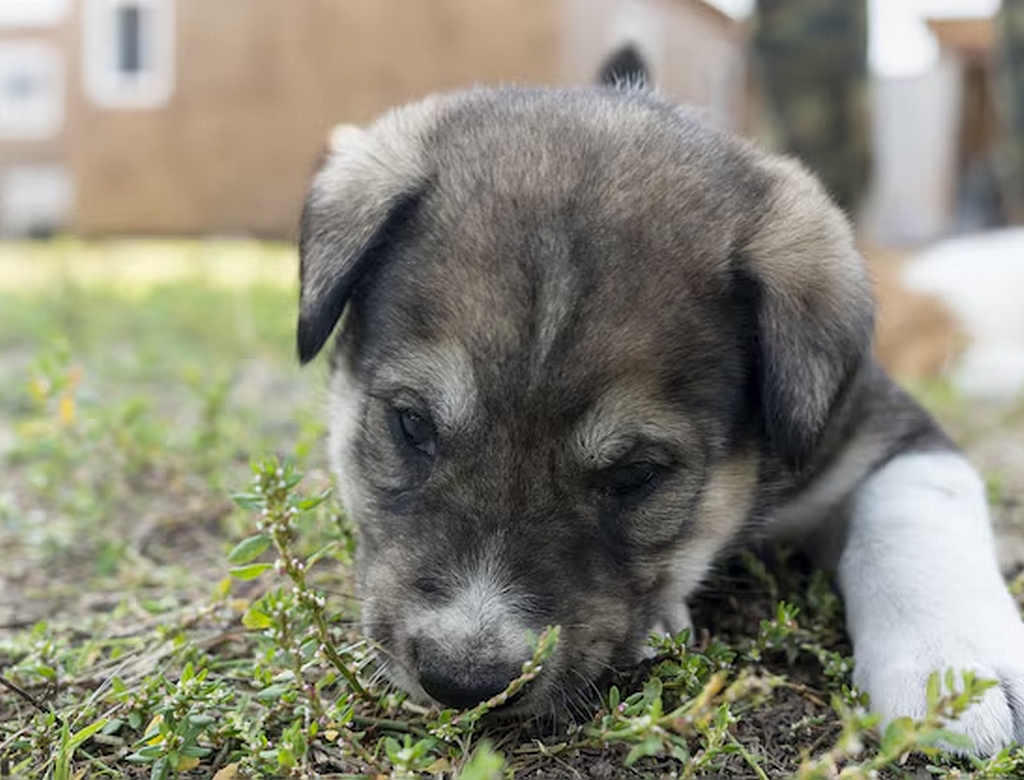 Cachorros (foto Reprodução Redes Sociais) 5