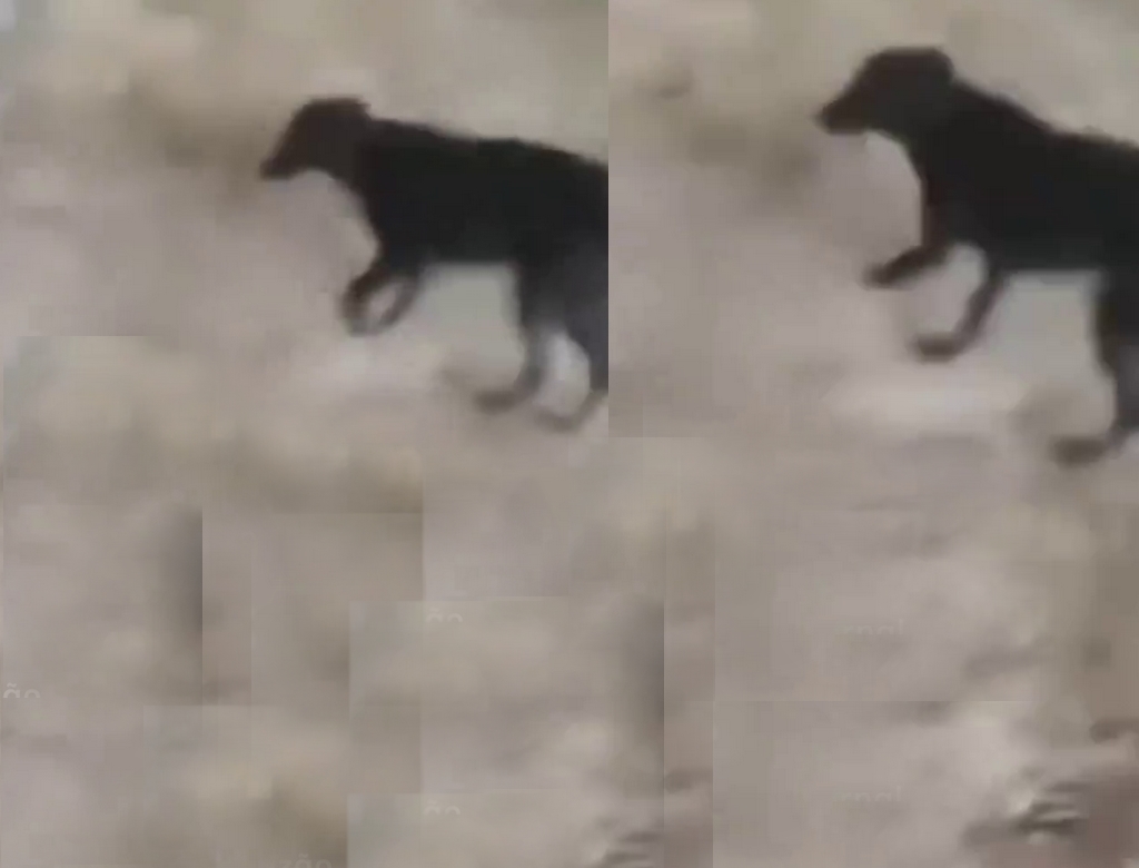 Cachorros (foto Reprodução Redes Sociais)