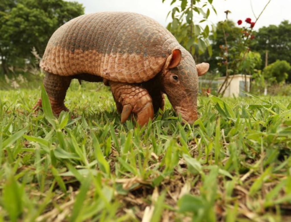 Tatu Canastra (Foto Reprodução Redes Sociais)