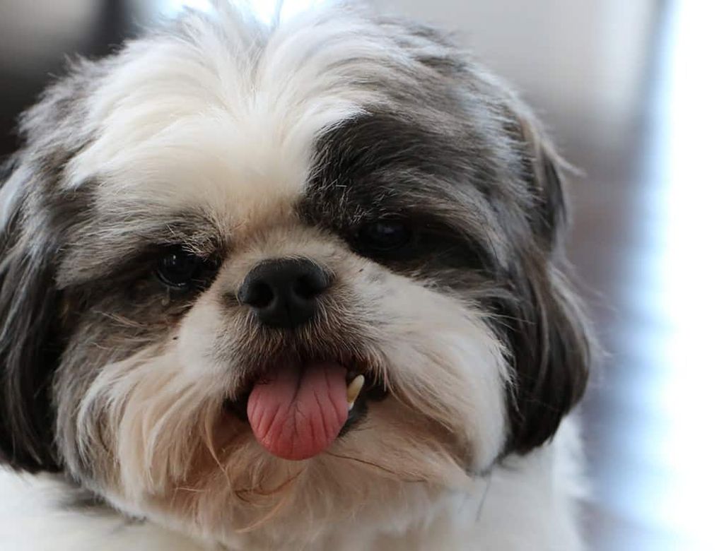 Cachorro Shih Tzu 3(1)