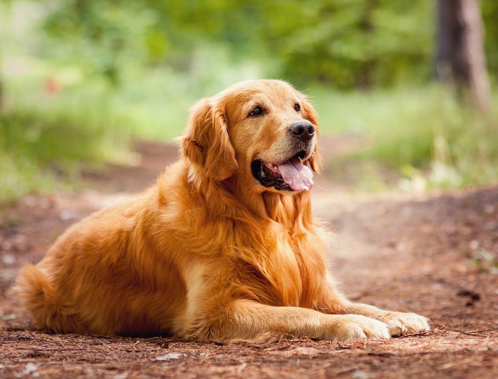 Guia Racas Golden Retriever Dogvibe2(1)