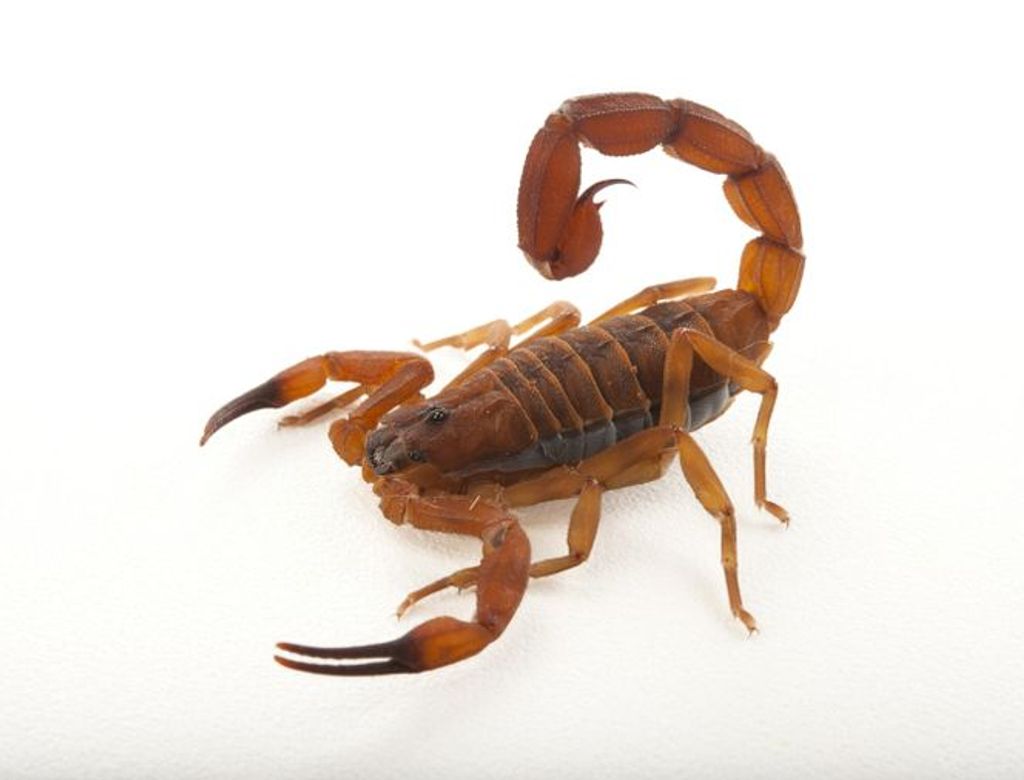 Scorpions03(1)