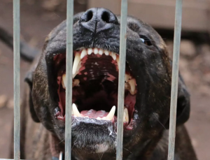 Homem morre após ser atacado por pitbull (Foto Reprodução Internet)