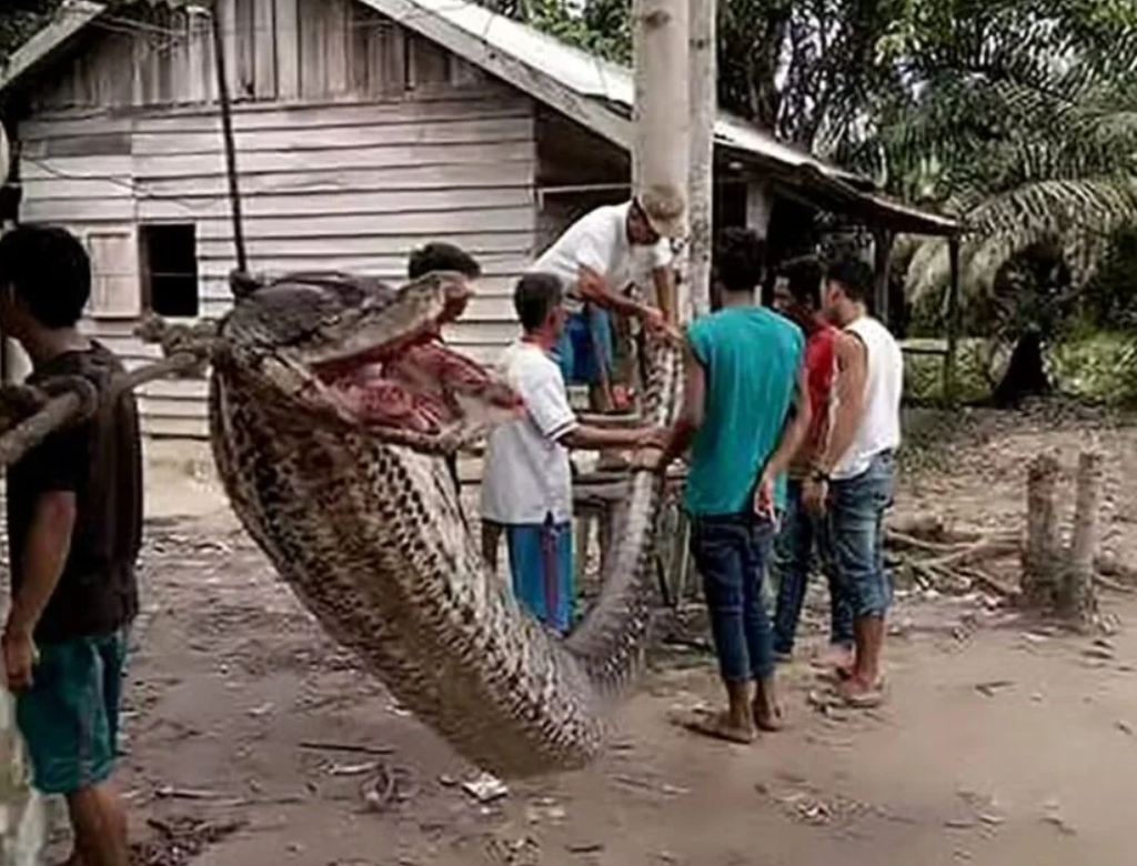Corpo De Homem Desaparecido é Encontrado Dentro De Píton Gigante (foto Reprodução Redes Sociais)