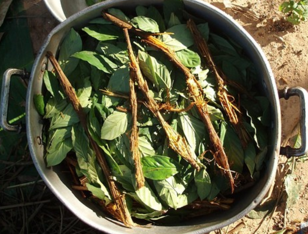 Mulher morre após consumir Ayahuasca (Foto Reprodução Redes Sociais)