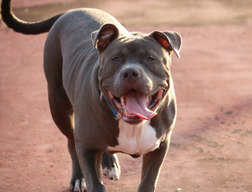 Pitbull (Foto: Pixabay)