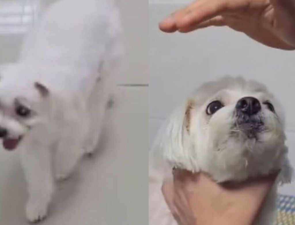 Cachorrocomocao 976x670(1)