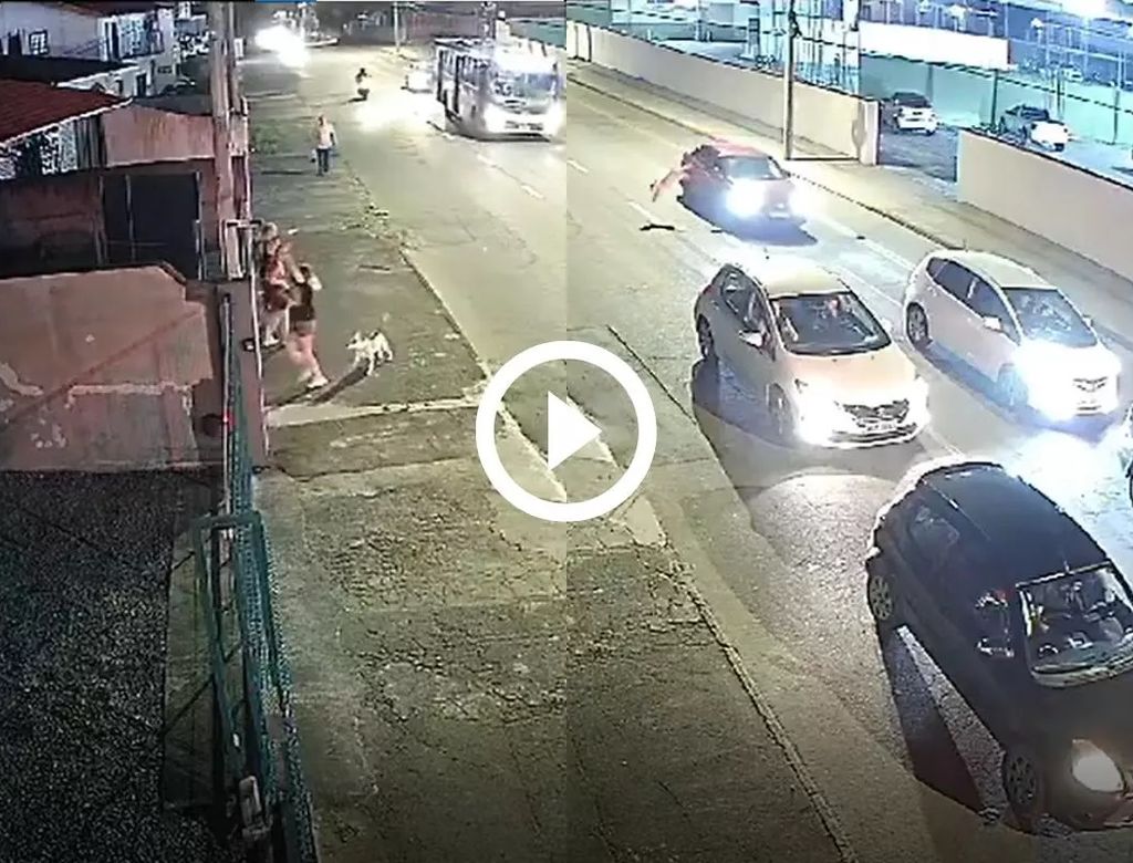 Pitbull Joinville Carro Em Movimento