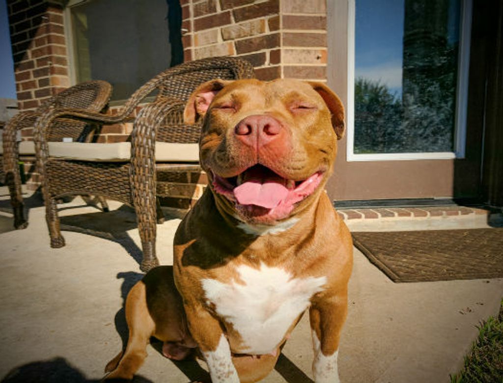 Pitbull Sorrindo